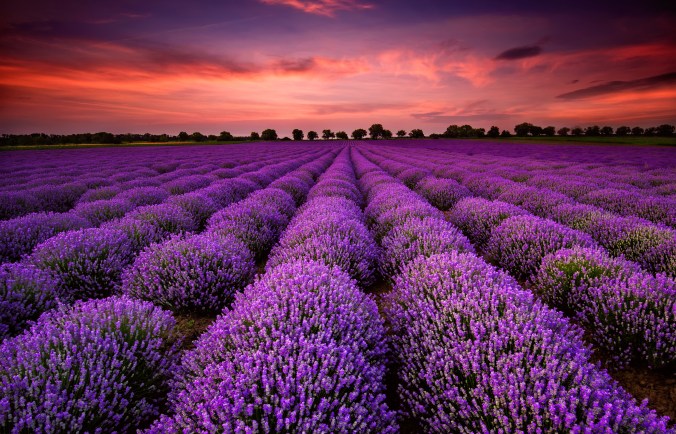 LavenderFieldSunset