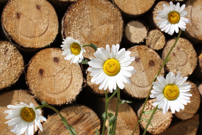 SmilingTreeLogsWithDaisies